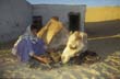 Aegypten029